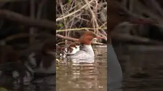 Cute bird #bird #birds #birdlovers #reel #reelsindia #shorts #shortvideo #trend #trending #vireels