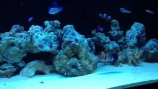Harlequin tusk clown trigger and horn shark