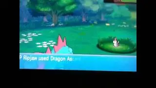 Feraligatr using dragon ascent