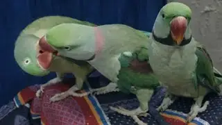 Radhe Radhe! Live Parrot Cam 🦜 | Non Stop Talk & Fun 🔴 Live Bolta Parrot &ndash; Real Time Reaction 🦜