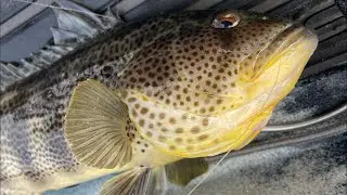 San Diego Harbor Point Loma Hobie Pro Angler 360 Kayak Spotted Bay Bass Fishing 