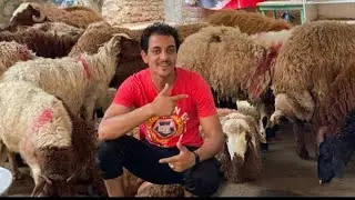 #ذوق_البلد الصعيدي الاصلي انظف انواع الغنم احسن نوع خرفان الاضاحي