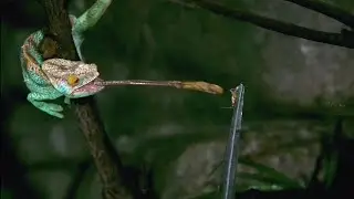 Chameleon predating in slow mo || Legendary slow - mo