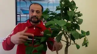 Floraison dans les citrons nains    التزهير في الليمون المقزم
