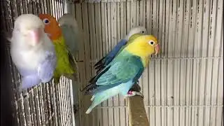 visual pale fallow and split pale fallow breeder male & female health and active