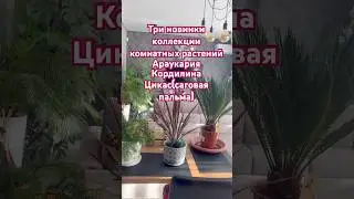 Три новинки коллекции комнатных растений- Араукария, Кордилина, Цикас (саговая пальма)