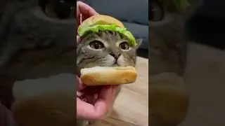 Cat Burger