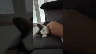 Sushi in her new home - Oak Tree Animals' Charity