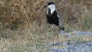 Spur winged Lapwing - &Alpha;&gamma;&kappa;&alpha;&theta;&omicron;&kappa;&alpha;&lambda;&eta;&mu;ά&nu;&alpha;