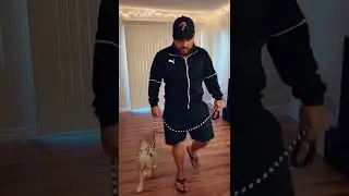American Bully Training: Teaching Sit & Stay commands