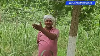 111,वैरायटी, 112 वैरायटी पॉपुलर 1 साल 4 माह 15 से 16 इंच रिकॉर्ड थोड़ ग्रोथ निखिल  त्यागी भाई जी