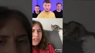 Смеёшься &mdash; проигрываешь | Кошки 😺