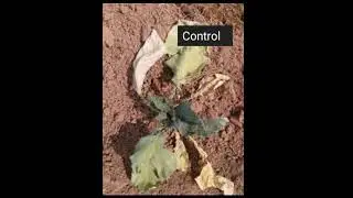 #cauliflowernursery | Cauliflower disease Control