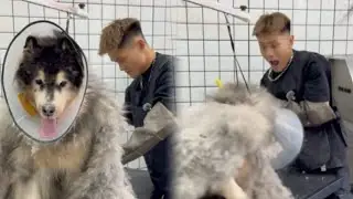 Dog Cleaning | Damn Alaska | Scare the beautician to death