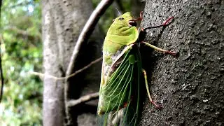 Greengrocer Cicada on tree trunk in early morning light - Cyclochila australasiae