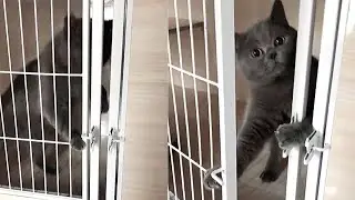 Escape Artist Cats - Cute & Funny Cat Videos Compilation