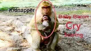 Ooops!! Baby Monkey Baron Cry Scaring Very Loudly, Mum Monkey Brina Doesn't Help Baby Till Baby Back
