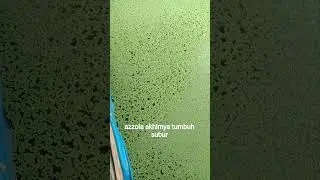 budidaya azzola dikolam terpal