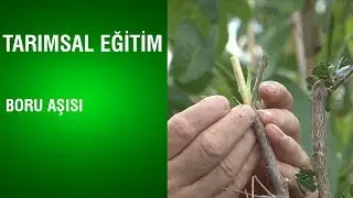 Tarımsal Eğitim - Boru Aşısı