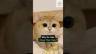 Why Do Cats Chase Their Tails? | Cat Lovers Must Watch #shorts