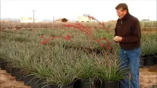 Hesperaloe parviflora ~Red Yucca in 15 GAL