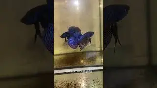 Watch These Bettas and Feel Your Worries Melt Away #aquariumcare #fishkeepinghobby #fishbreedingtips