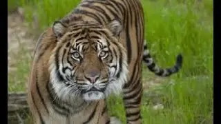 What is Evolutionary systematics? Evolutionary systematics kiya hain?