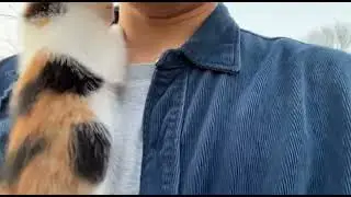 Mochi Just Did the Cutest Thing Ever 🥹🐾 #cat #cats #kitten #kitty #cute