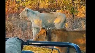 Birmingham Lion Pride With White Lioness | Kruger | 12 July 2025