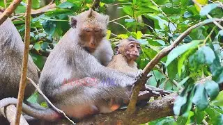 ELlen with Baby | Monkey-Animals