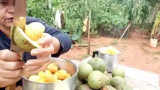 COMO É A VERDADEIRA RIQUEZA É A TEMPORADA DE PEQUI //COMO PARTIR PEQUI DO CERRADO NA PORTA.DE CASA 🏠
