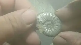 Cotteswoldia  Sandblasting with iron powder pyrit fossils from jurassic
