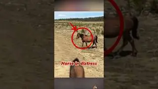 Horse in distress #animals #foryou #youtube #lovestory #youtubeshorts #shorts#fyp