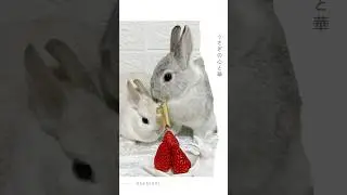 【うさぎの心と華】#526 いちごのヘタに挑戦した心と華 #shorts 