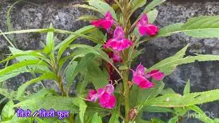 Tiuri Phool | Tiure Ful | तिउरी फूल | Ornamental Plants of Nepal | Balsam Flower | Shrawan Sakranti