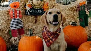 Puppies in a Pumpkin Patch