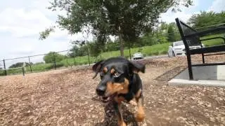 Cullen Young - Fort Collins Dog Wizard