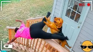Comedian Cats and Dogs Who Can&rsquo;t Stop Imitating Their Humans 😹