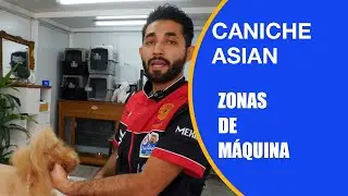 Cómo cortar el pelo asian style a un perro caniche, zonas de máquina de peluquería canina