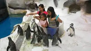 Feeding Penguins | #short #shorts
