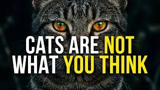 The Secret Life of Cats | Hidden Behaviors You Never Noticed