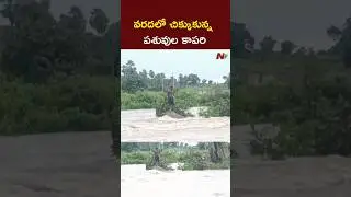 Rajanna Sircilla District : మానేరు వాగులో చిక్కుకున్న పశువుల కాపరి l NTV Telugu