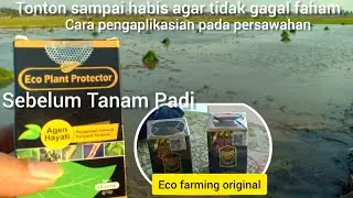 Cara Pengaplikasian Eco Plant Protector dan Eco Farming Original-Lahan Persawahan
