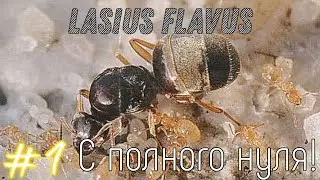 Lasius Flavus с нуля! #1
