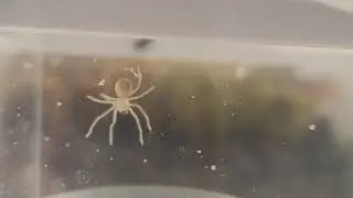 Cerbalus aravaensis spiderling grooming
