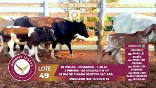03&ordm; Leil&atilde;o Agropec Leil&otilde;es - Lote 49
