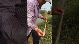 CATCH A COBRA SNAKE IN A FIELD &ndash; The Terrifying Story