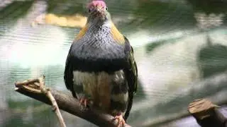 Ptilinopus superbus in Weltvogelpark Walsrode