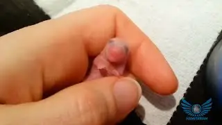Hand Feeding Baby Hamster