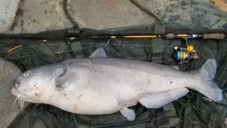 Big FISH on TINY Rods - Catching Early Spring Carp & Catfish